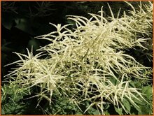 Goats-Beard