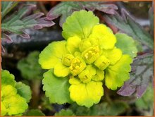 Golden Saxifrage Golden-Saxifrage