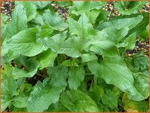 Goosefoot Goosefoot