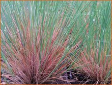Grey Hair Grass Grey-Hair-Grass