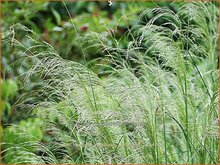 Hairgrass Hairgrass