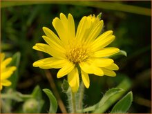 Hairy Golden Aster Hairy-Golden-Aster