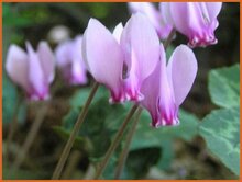 Hardy-Cyclamen