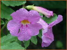 Hardy Gloxinia Hardy-Gloxinia
