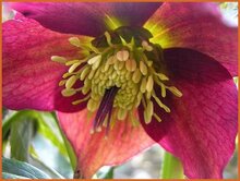 Hellebore Hellebore