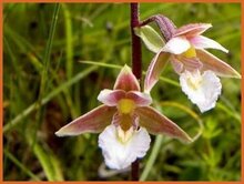 Helleborine