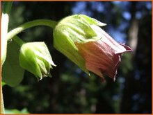 Henbane Bell Henbane-Bell