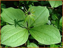 Herb-Paris Herb-Paris