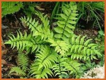 Holly Fern Holly-Fern