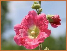 Hollyhock Hollyhock
