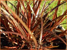 Hook-Sedges