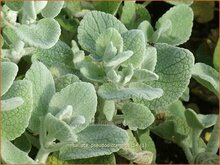 Horehound (Ballota) Horehound-(Ballota)