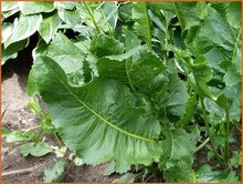 Horseradish Horseradish