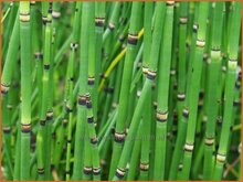 Horsetail Horsetail