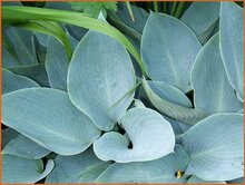 Hosta Hosta