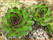 Houseleek Houseleek