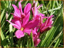 Hybrid-Red-Star