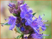 Hyssop Hyssop