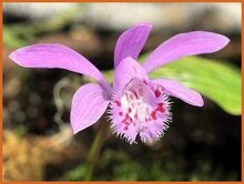 Indian Crocus Indian-Crocus
