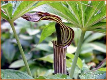 Jack-in-the-Pulpit Jack-in-the-Pulpit