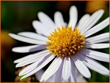 Japanese Aster Japanese-Aster