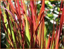 Japanese Blood Grass Japanese-Blood-Grass