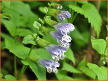 Japanese Dead Nettle Japanese-Dead-Nettle