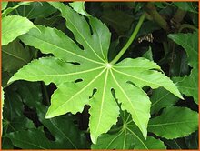 Japanese-Fatsia