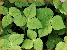 Japanese Parsley Japanese-Parsley