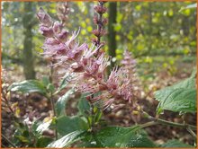 Japanese Shrub Mint Japanese-Shrub-Mint