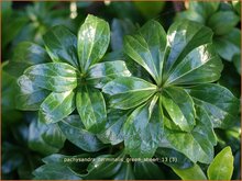 Japanese Spurge Japanese-Spurge