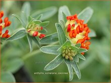 Kidney Vetch Kidney-Vetch