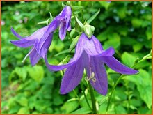 Ladybells Ladybells