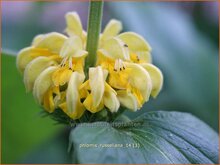 Lampwick Plant Lampwick-Plant