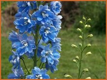 Larkspur Larkspur
