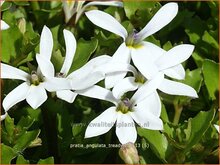 Lawn Lobelia Lawn-Lobelia