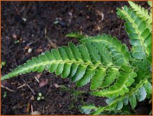 Leatherleaf Fern Leatherleaf-Fern