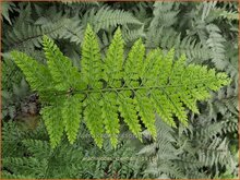 Leathery Shield-Fern Leathery-Shield-Fern