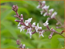 Lemon Verbena Lemon-Verbena