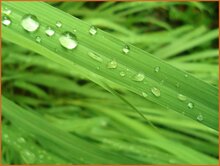 Lemongrass Lemongrass