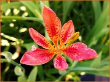 Leopard-Lily