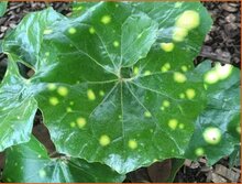 Leopard Plant (Farfugium) Leopard-Plant-(Farfugium)