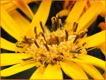 Leopard Plant (Ligularia) Leopard-Plant-(Ligularia)