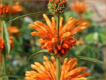 Lion's Ear Lions-Ear