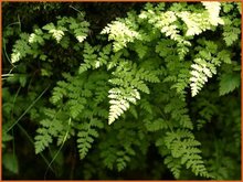 Lip Fern Lip-Fern