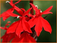 Lobelia Lobelia