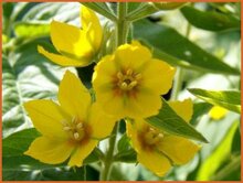 Loosestrife
