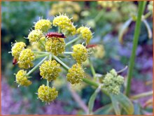 Lovage Lovage