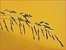 Love Grass Love-Grass