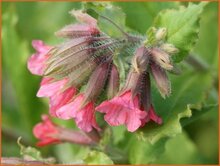 Lungwort